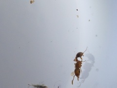 Tetramorium lanuginosum