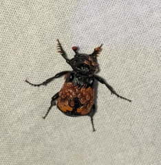 Nicrophorus investigator