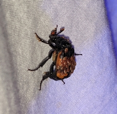 Nicrophorus investigator