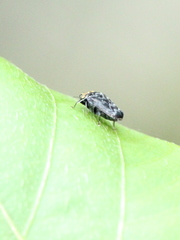 Trachys auricollis