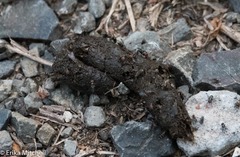 Urva auropunctata