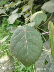 Macaranga griffithiana