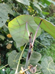 Macaranga griffithiana