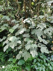 Macaranga griffithiana