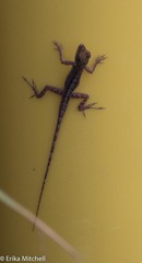 Anolis roquet salinei