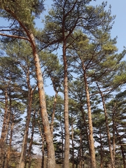 Pinus densiflora