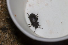 Heterotarsus carinula
