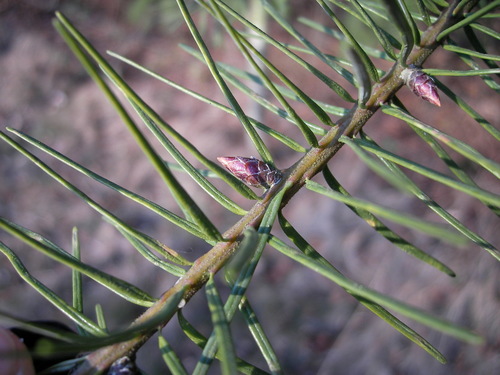 Pseudotsuga menziesii
