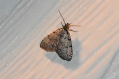 Dyspyralis puncticosta