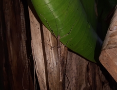 Trachythorax