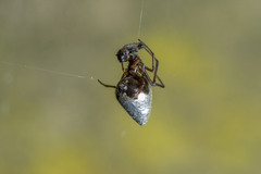 Argyrodes antipodianus