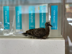 Streptopelia orientalis