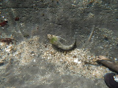 Oligocottinae