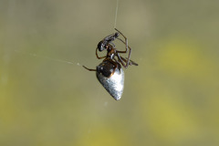 Argyrodes antipodianus