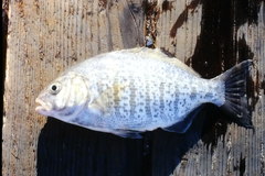 Amphistichus argenteus