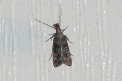 Dichomeris inversella