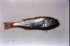 Seriphus politus