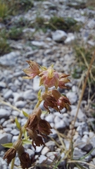 Epipactis atrorubens