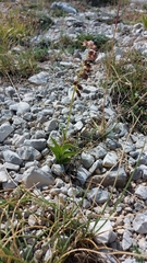 Epipactis atrorubens