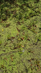 Ricciaceae