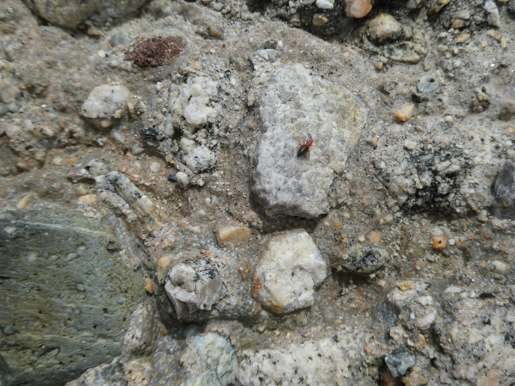 Endeodes insularis