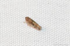 Osbornellus clarus