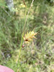Carex bullata