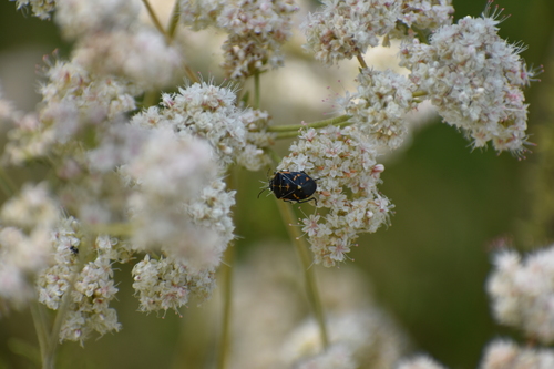 iNaturalist observation photo of Harlequin Bug