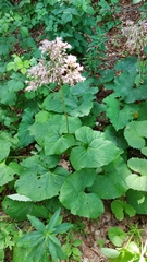 Adenostyles australis