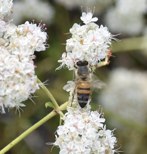 iNaturalist observation photo of Western Honey Bee