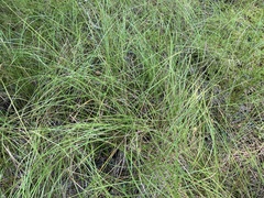 Carex bullata