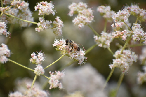 iNaturalist observation photo of Western Honey Bee