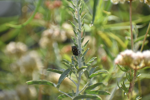 iNaturalist observation photo of Harlequin Bug