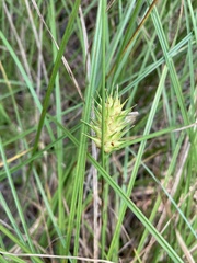 Carex bullata