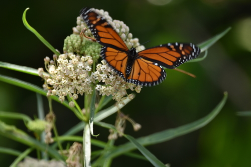 iNaturalist observation photo of Monarch