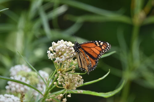 iNaturalist observation photo of Monarch