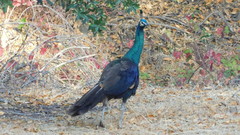 Pavo cristatus × muticus