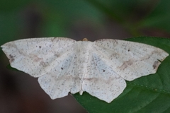 Pareclipsis gracilis