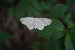 Pareclipsis gracilis