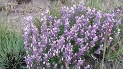 Syncolostemon