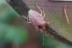 Pentatoma semiannulata