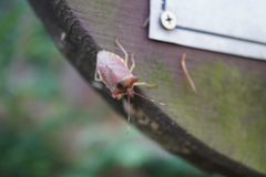 Pentatoma semiannulata