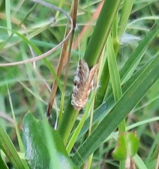 Diastema tigris