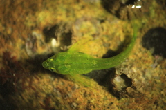 Oligocottus snyderi