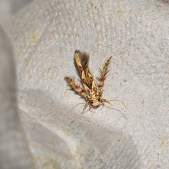 Stathmopoda stimulata