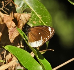 Euploea darchia