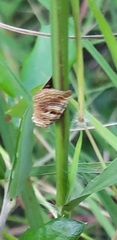Diastema tigris