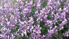 Syncolostemon