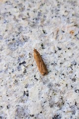 Nomophila noctuella