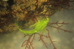 Oligocottus snyderi
